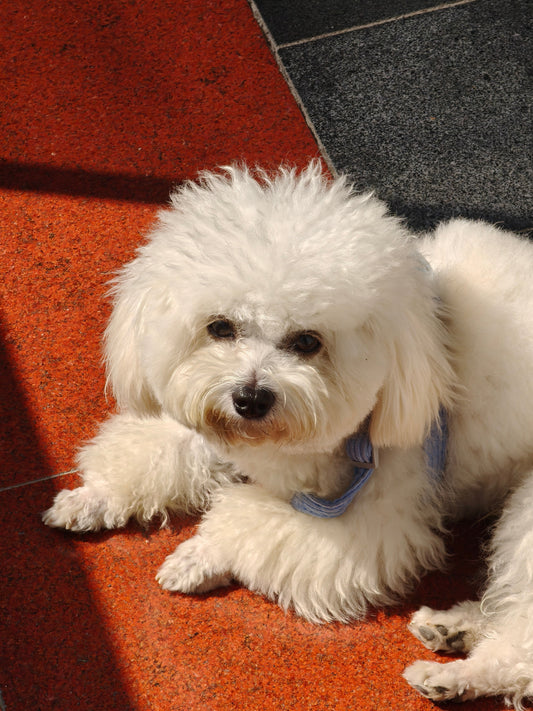 Welcome to PetGrove: Meet Dodo, Our Furry Inspiration